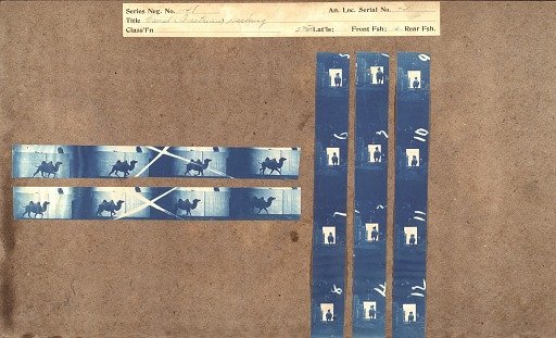 Camel (Bactrian) racking