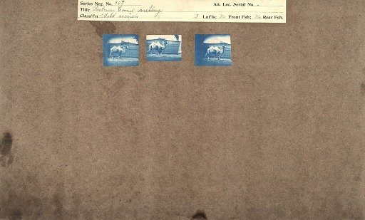 Bactrian camel racking