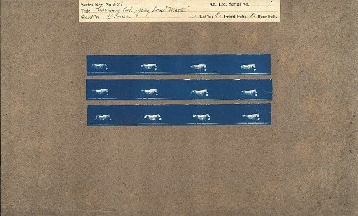 Carrying book, gray horse, 'Mattie'