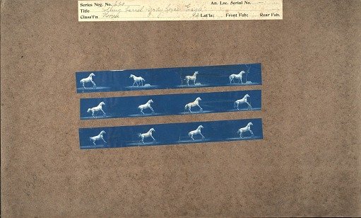 Rolling barrel gray horse 'Eagle'
