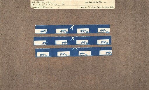 Pony 'Lotta' rolling box