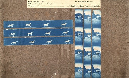 Trotting horse Eagle