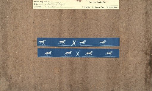 Horse trotting 'Eagle'