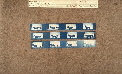 Mule Denver Butted by a Man