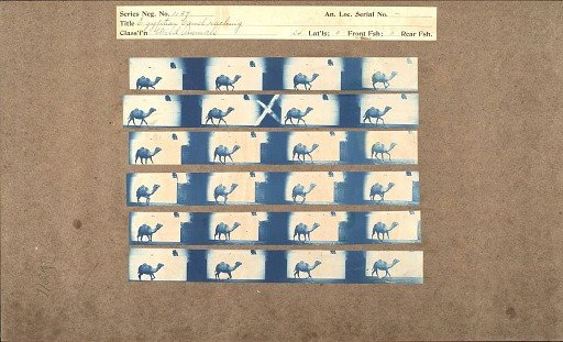 Egyptian Camel racking