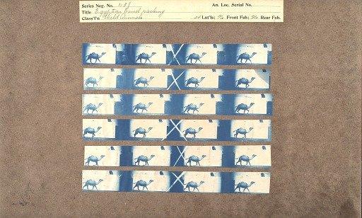 Egyptian Camel racking