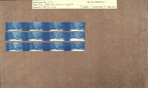 Deer, fallow, herd various, irregular