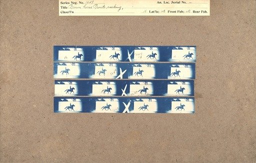 Brown horse 'Pronto' racking
