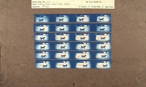 Trotting, break, Sorrel, Flode Holden