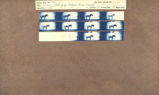 Hauling, dark gray Belgian Horse 'Hansel'