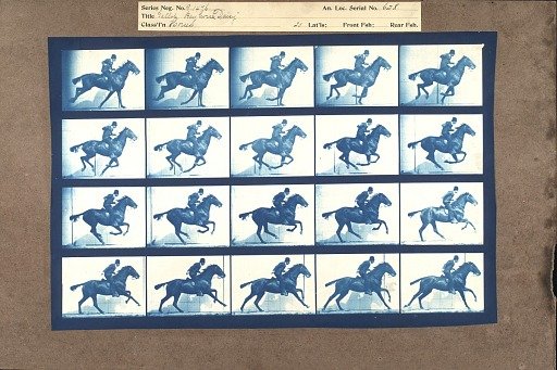 Gallop; Bay Horse 'Daisy'