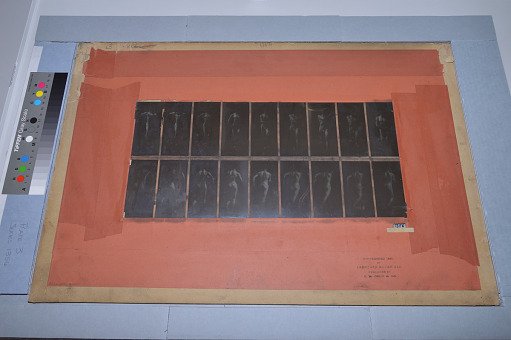 Animal Locomotion: Series 1356, Plate 3