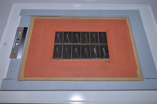 Animal Locomotion: Series 525, Plate 6