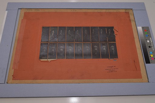 Animal Locomotion: Series 536, Plate 75