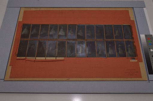 Animal Locomotion: Series 777, Plate 134