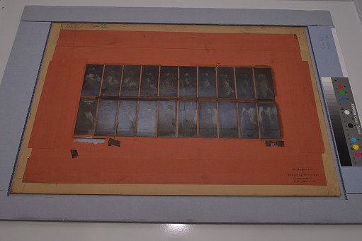 Animal Locomotion: Series 785, Plate 142