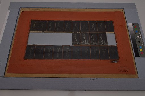 Animal Locomotion: Series 1323, Plate 177