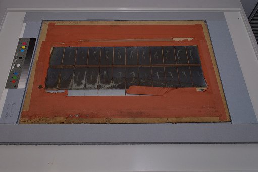 Animal Locomotion: Series 1538, Plate 289