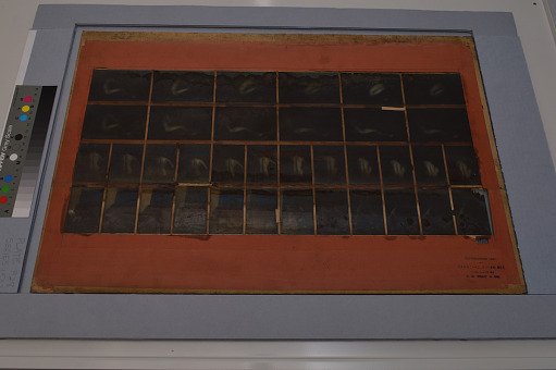 Animal Locomotion: Series 1532, Plate 328