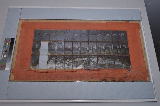 Animal Locomotion: Series 989, Plate 388