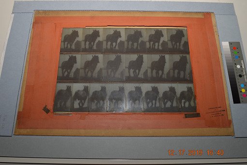 Animal Locomotion: Series 1524, Plate 566