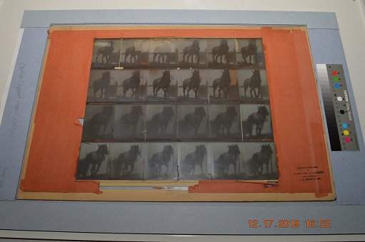Animal Locomotion: Series 1525.F, Plate 568