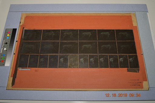 Animal Locomotion: Series 1320, Plate 571