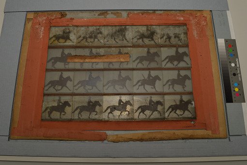 Animal Locomotion: Series 1258, Plate 591