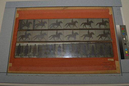 Animal Locomotion: Series 1255, Plate 592