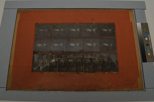 Animal Locomotion: Series 688, Plate 603