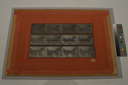 Animal Locomotion: Series 1245, Plate 606