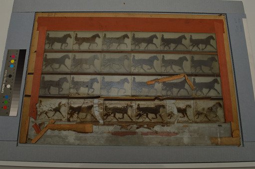 Animal Locomotion: Series 1306, Plate 608