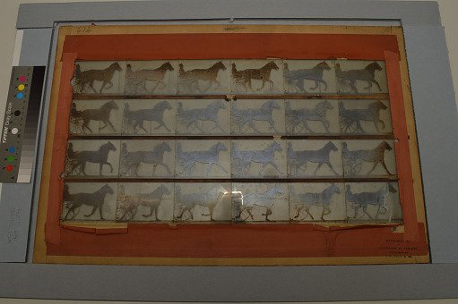 Animal Locomotion: Series 1304, Plate 614