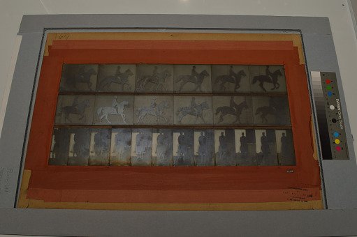 Animal Locomotion: Series 1298, Plate 619