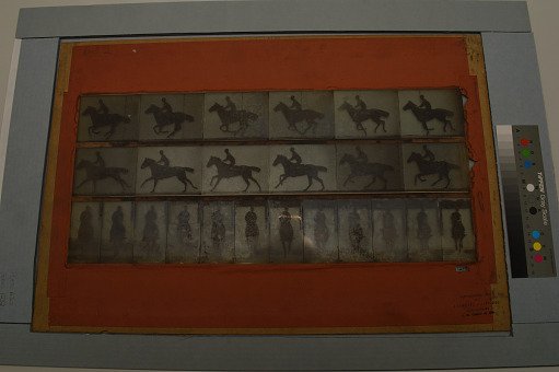 Animal Locomotion: Series 1282, Plate 632