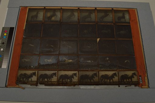 Animal Locomotion: Series 637, Plate 652