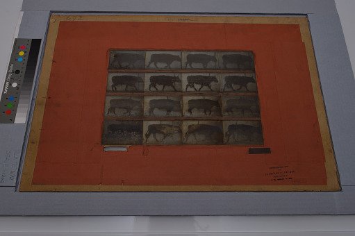 Animal Locomotion: Series 1262, Plate 672