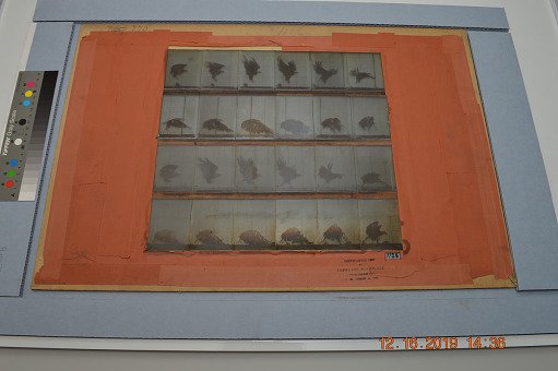 Animal Locomotion: Series 1126, Plate 770