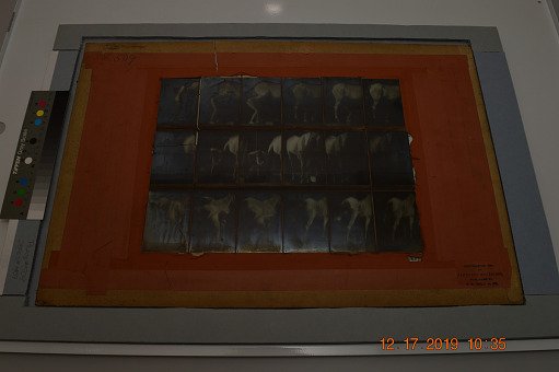 Animal Locomotion: Series 1459, Plate 509