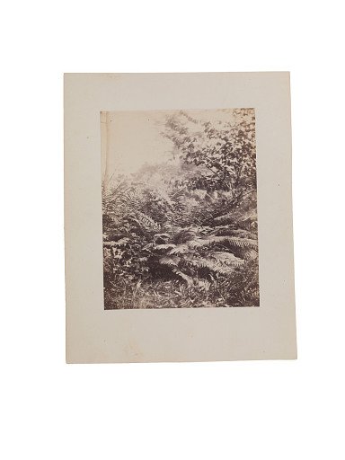 Group of Ferns