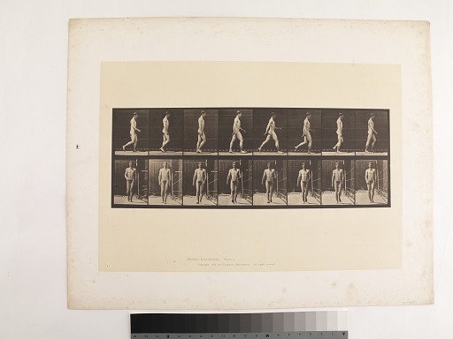 "Animal Locomotion. Plate 5."; Male, Walking