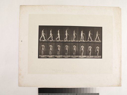 "Animal Locomotion. Plate 9."; Male, Walking