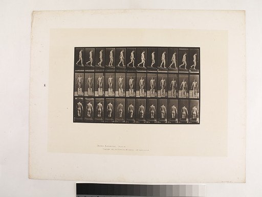 Animal Locomotion. Plate 114.