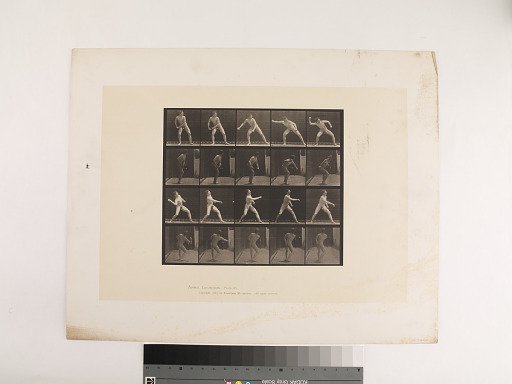 Animal Locomotion. Plate 273.