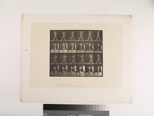 Animal Locomotion. Plate 274.