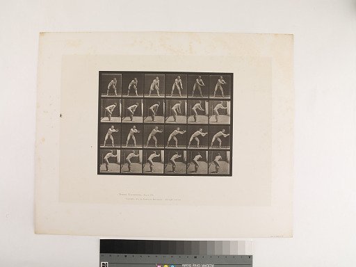 Animal Locomotion. Plate 280.
