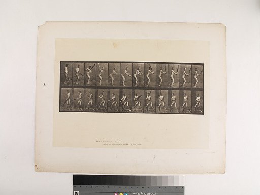 Animal Locomotion. Plate 293.