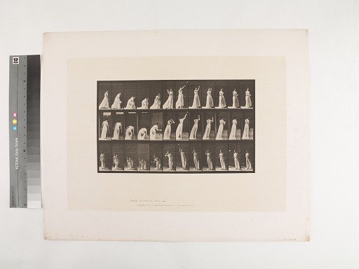 Animal Locomotion. Plate 305.
