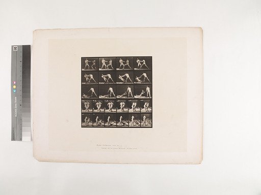 Animal Locomotion. Plate 333.