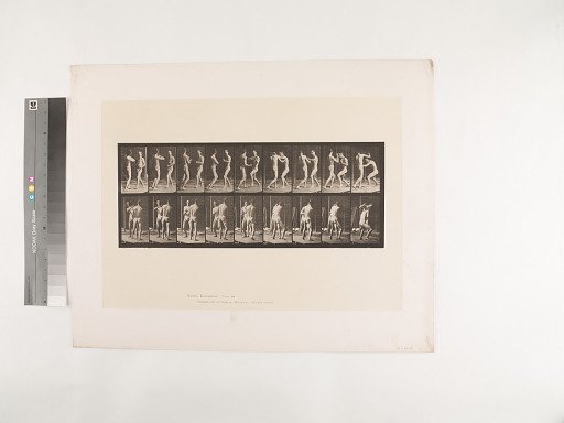 Animal Locomotion. Plate 339.